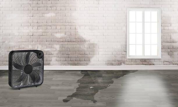 Best Professional water damage repair  in Leslie, MI